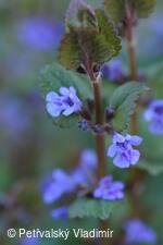 Popenec břečťanolistý